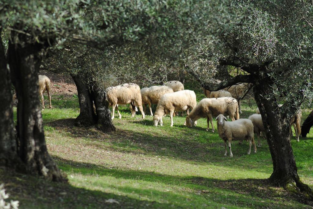 Country House Villa Poggiolo Perugia Dış mekan fotoğraf